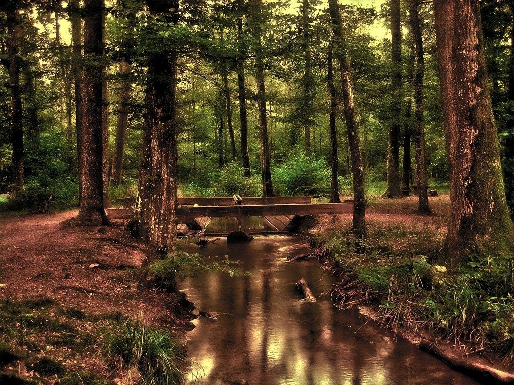 forest